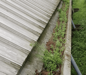 Happy customers in Ascot who trust The Roof Moss Cleaners for gutter cleaning services